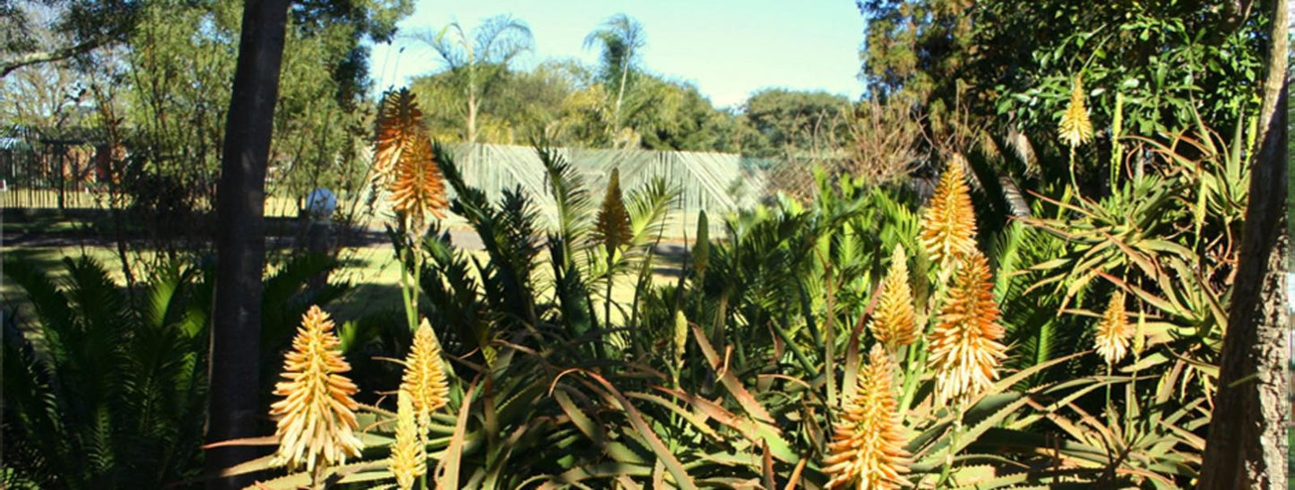 African Flair Country Lodge Piet Retief Mpumalanga South Africa Palm Tree, Plant, Nature, Wood, Garden