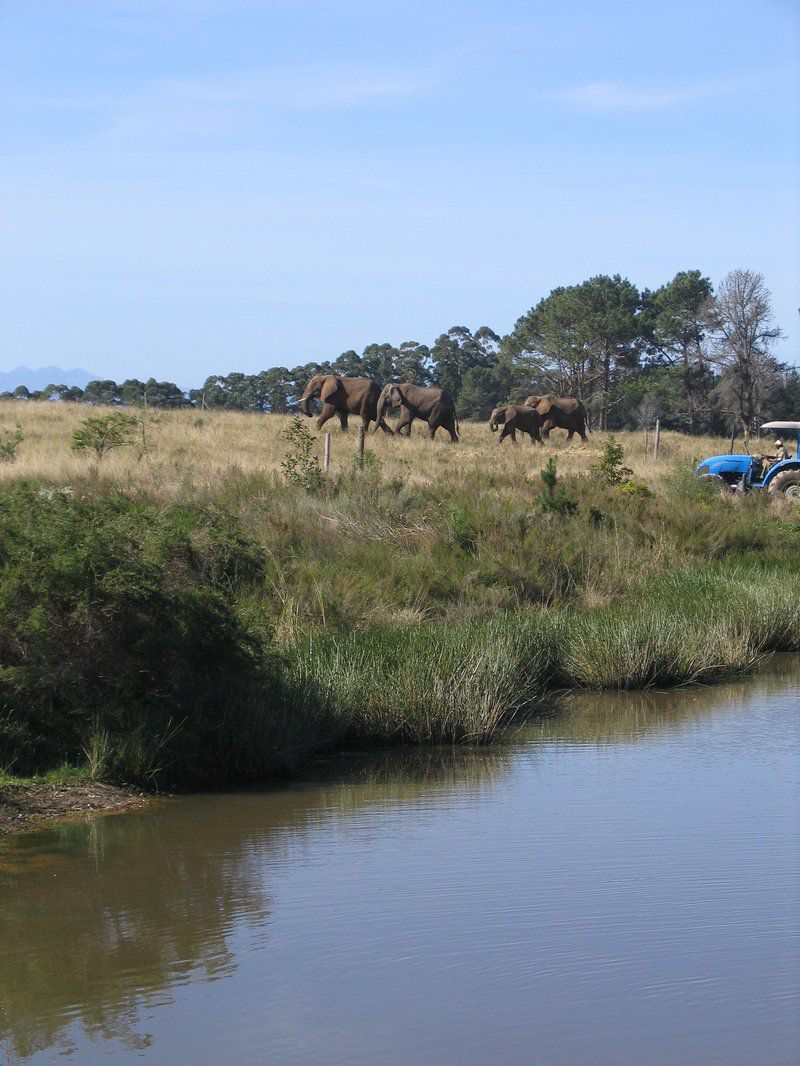 African Sea Breeze Plettenberg Bay Western Cape South Africa River, Nature, Waters, Animal, Lowland