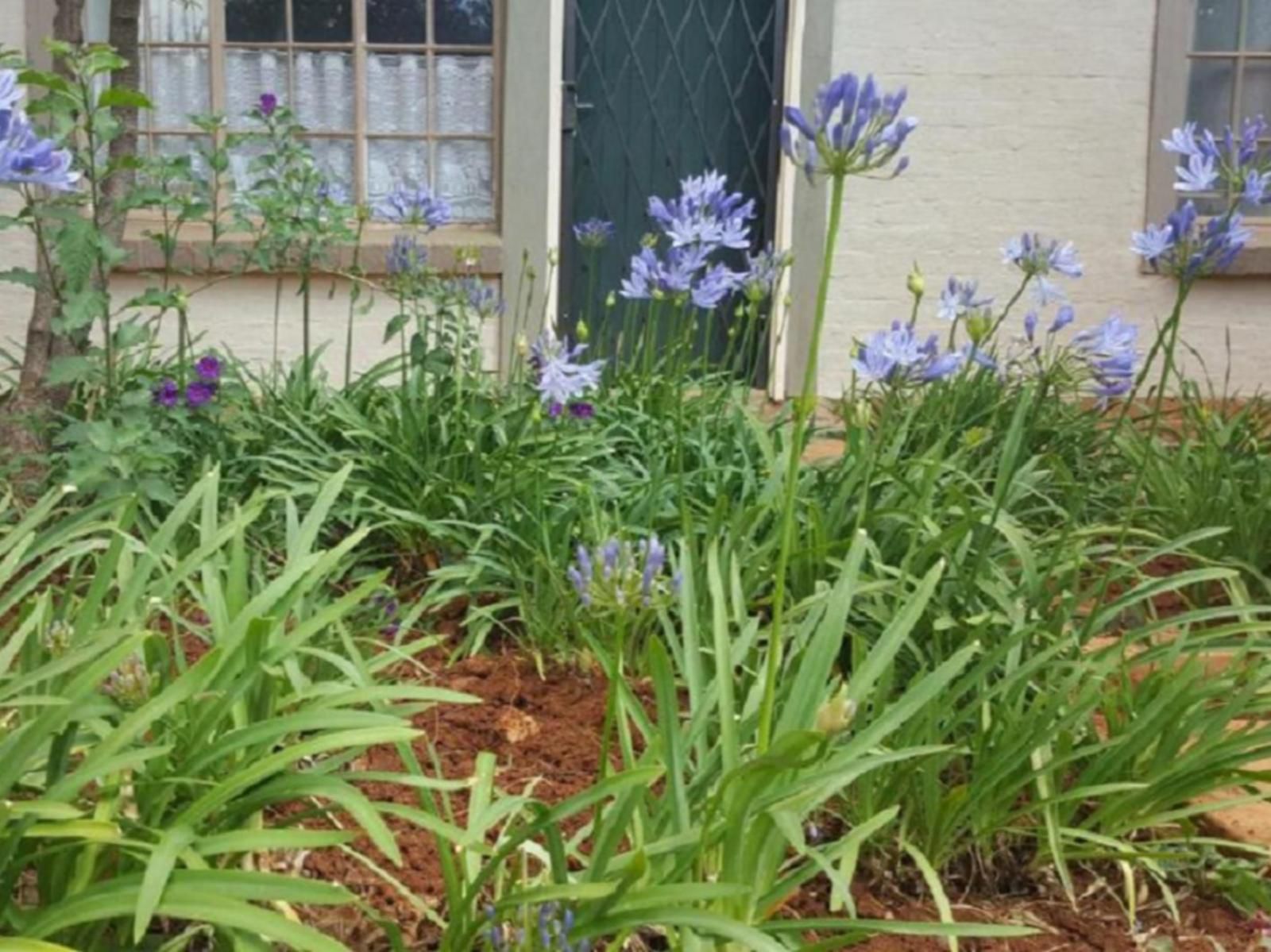 African Silhouette Guesthouse Kempton Park Johannesburg Gauteng South Africa Flower, Plant, Nature, Garden