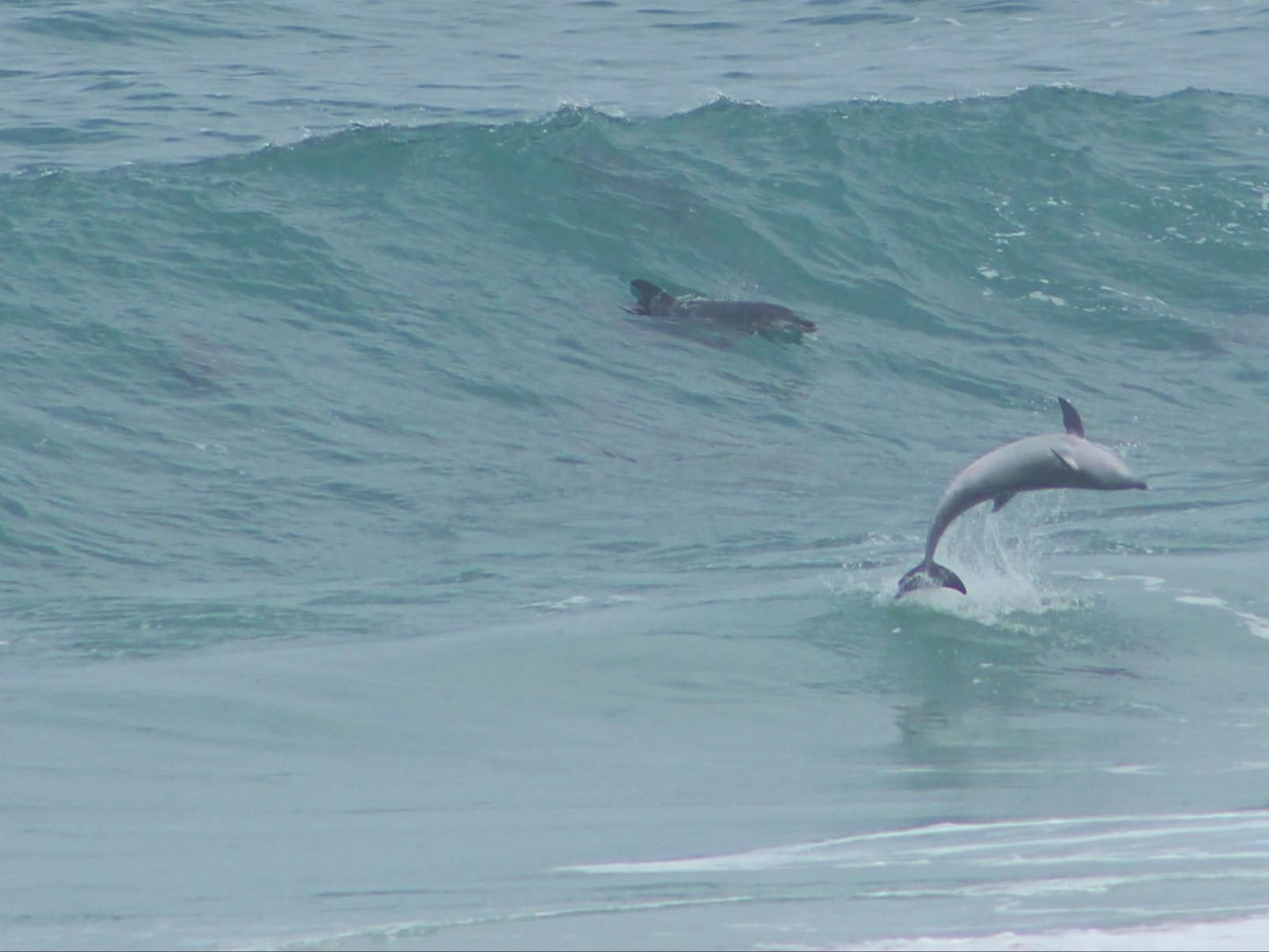 Aha Guesthouse Seaview Port Elizabeth Eastern Cape South Africa Dolphin, Marine Animal, Animal, Predator