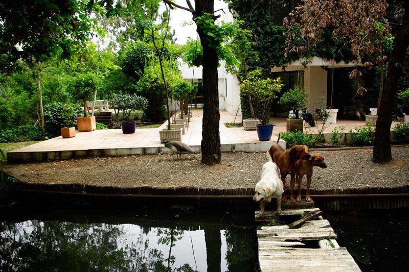 Airdlin House Sunninghill Johannesburg Gauteng South Africa Dog, Mammal, Animal, Pet, River, Nature, Waters, Garden, Plant