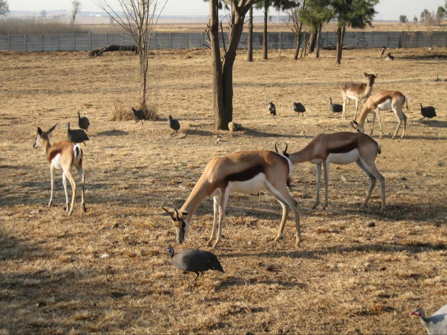 Airport Game Lodge Kempton Park Johannesburg Gauteng South Africa Sepia Tones, Deer, Mammal, Animal, Herbivore, Lowland, Nature