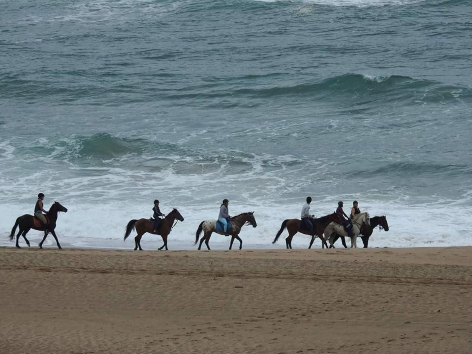 Akidogo Guest House Amanzimtoti Kwazulu Natal South Africa Horse, Mammal, Animal, Herbivore, Beach, Nature, Sand, Ocean, Waters