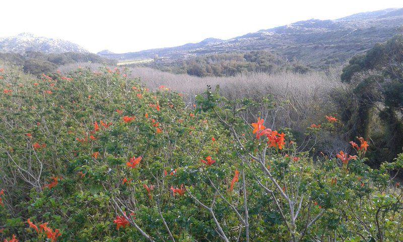 Cactus, Plant, Nature, Meadow, Akkedis House, Glencairn, Cape Town