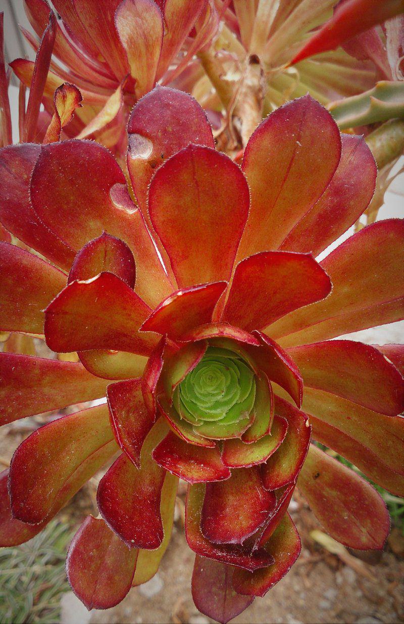 Colorful, Plant, Nature, Akkedis House, Glencairn, Cape Town