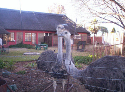 A La Fin Country Ranch Bandb Ferreira Bloemfontein Free State South Africa Bird, Animal