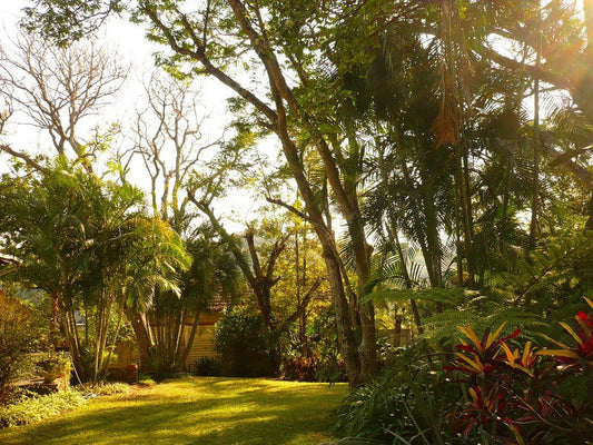 Albasini Inn At Aatands Nelspruit Mpumalanga South Africa Palm Tree, Plant, Nature, Wood, Garden