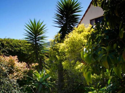 Albert Road Garden Guesthouse, Palm Tree, Plant, Nature, Wood, Garden