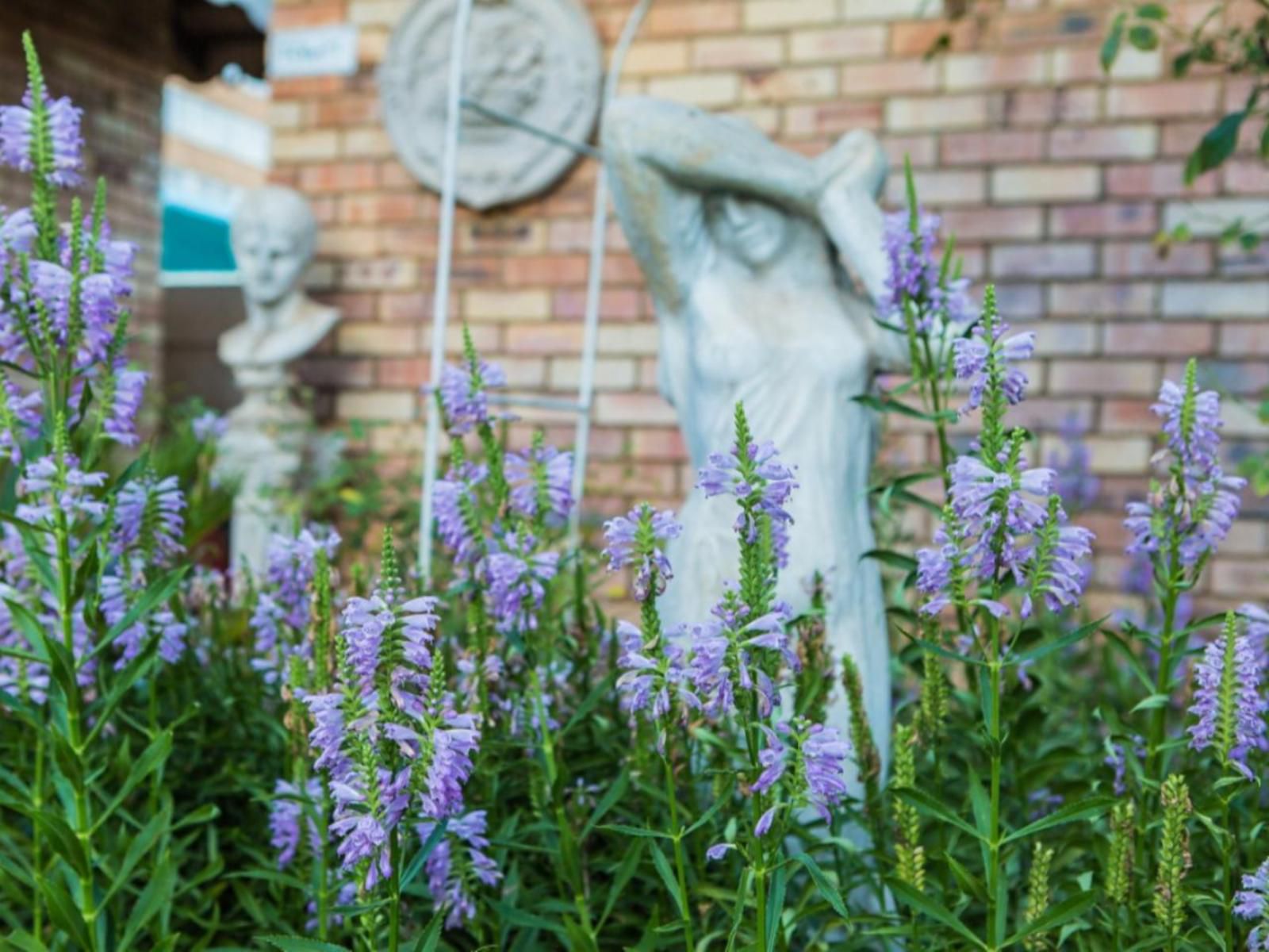 Alec Wright'S Guest Lodge, Flower, Plant, Nature, Lavender, Garden