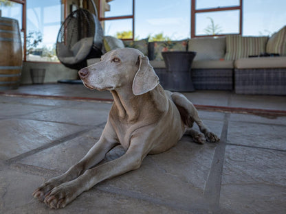 Alevi Farm Lodge White River Mpumalanga South Africa Dog, Mammal, Animal, Pet