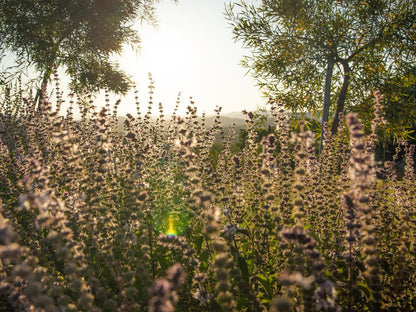 Alevi Farm Lodge White River Mpumalanga South Africa Field, Nature, Agriculture, Plant