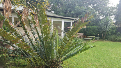 Alexandra Bed And Breakfast Pelham Pietermaritzburg Kwazulu Natal South Africa Palm Tree, Plant, Nature, Wood, Tree