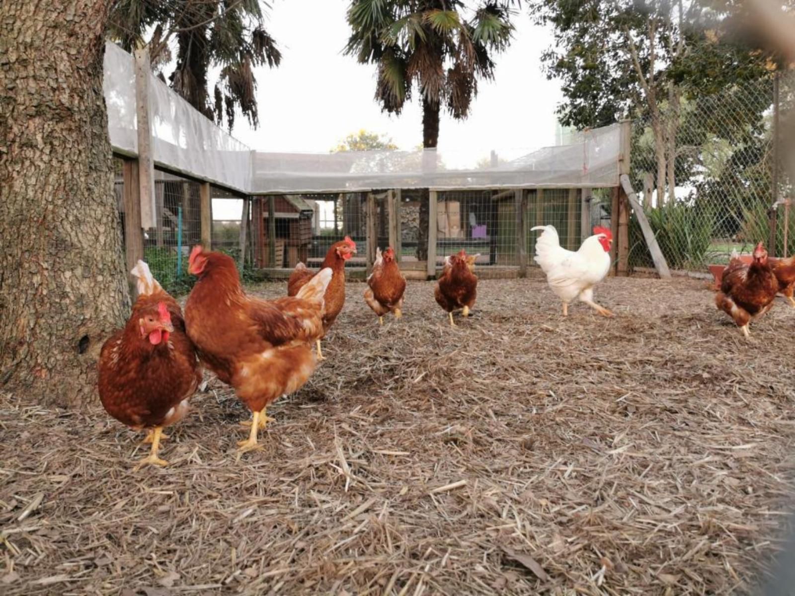 Alimandi Nursery Cottage, Chicken, Bird, Animal, Agriculture, Farm Animal