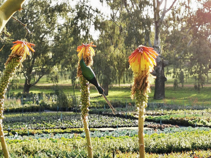 Alimandi Nursery Cottage, Field, Nature, Agriculture, Plant