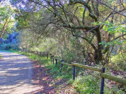 Alkantmooi Private Nature Reserve Keurkloof Units Plettenberg Bay Western Cape South Africa Forest, Nature, Plant, Tree, Wood