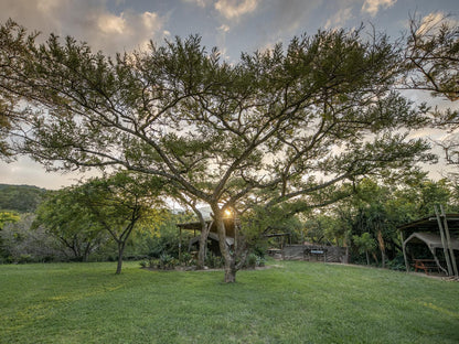 Alkmaar Farmstay Nelspruit Mpumalanga South Africa Plant, Nature, Tree, Wood