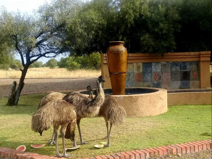 Almar Exclusive Game Ranch Bloemhof North West Province South Africa Goose, Bird, Animal, Camel, Mammal, Herbivore