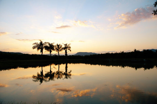 Almar View Guest House Nelspruit Mpumalanga South Africa Palm Tree, Plant, Nature, Wood, Sunset, Sky