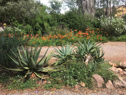Aloe Accommodation Klerksdorp Wilkoppies Klerksdorp North West Province South Africa Plant, Nature, Garden