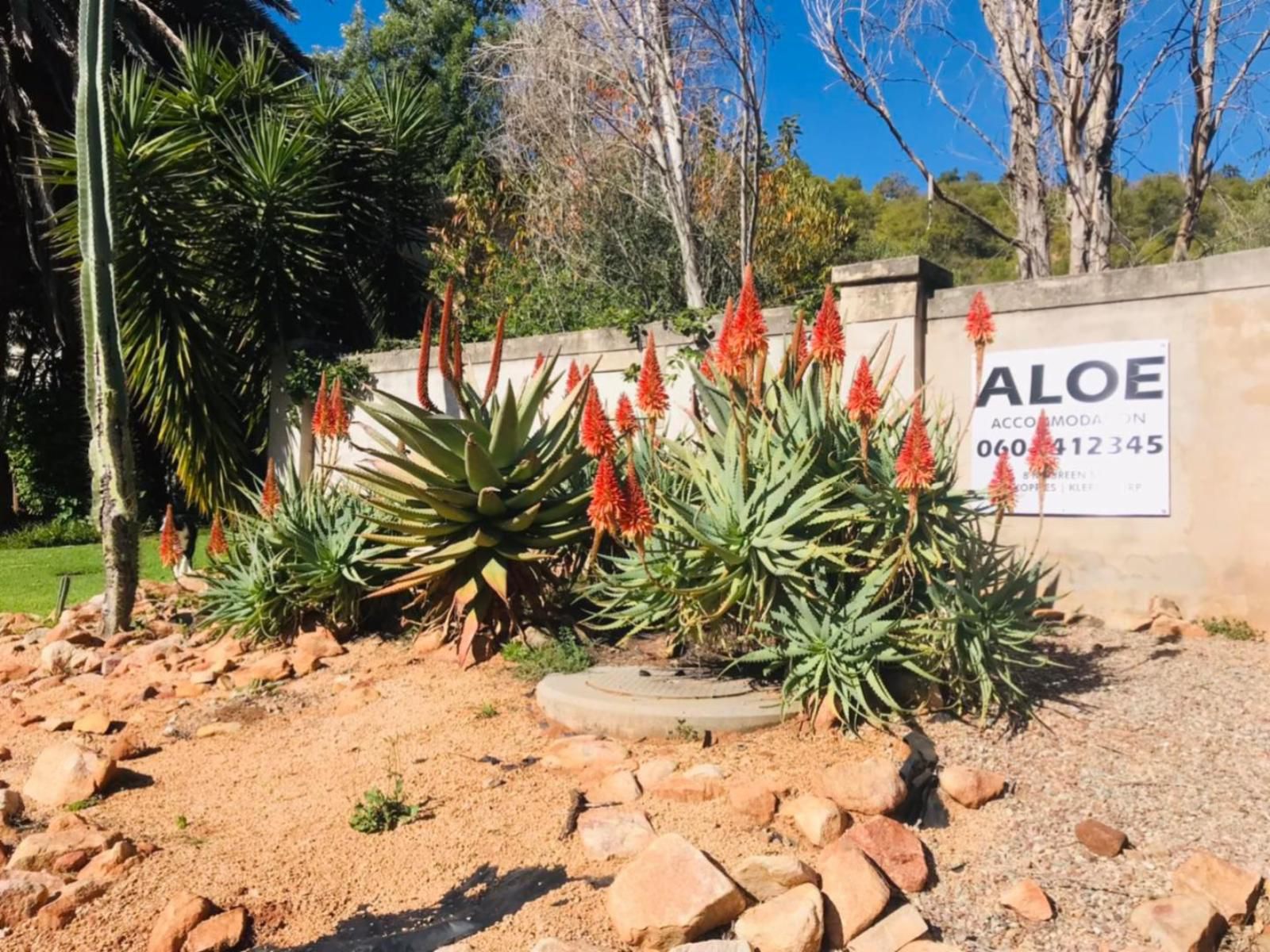 Aloe Accommodation Klerksdorp Wilkoppies Klerksdorp North West Province South Africa Cactus, Plant, Nature, Garden