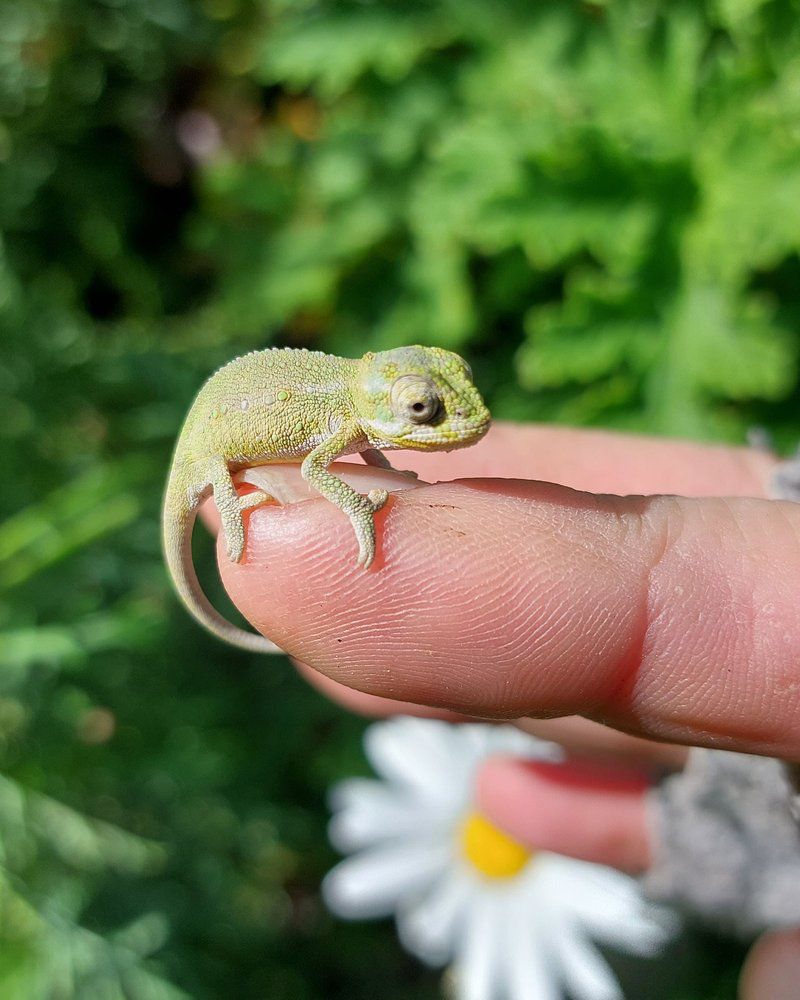 Aloe Cottage Grabouw Western Cape South Africa Chameleon, Reptile, Animal