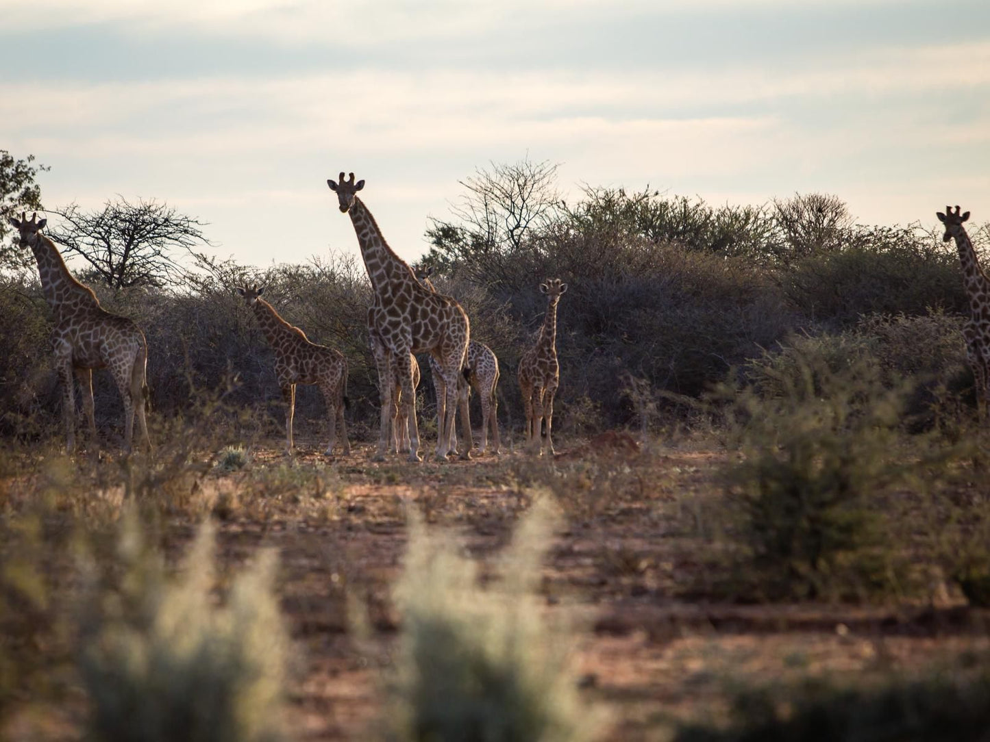 Aloegrove Safari Lodge, Giraffe, Mammal, Animal, Herbivore