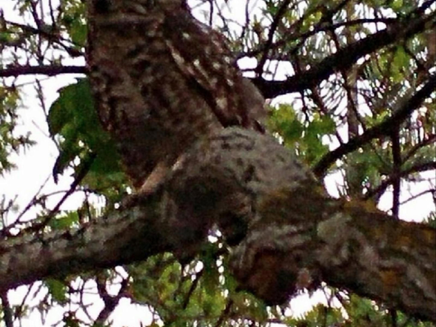 Aloe House Guest Lodge Hermanus Western Cape South Africa Forest, Nature, Plant, Tree, Wood, Koala, Mammal, Animal, Herbivore