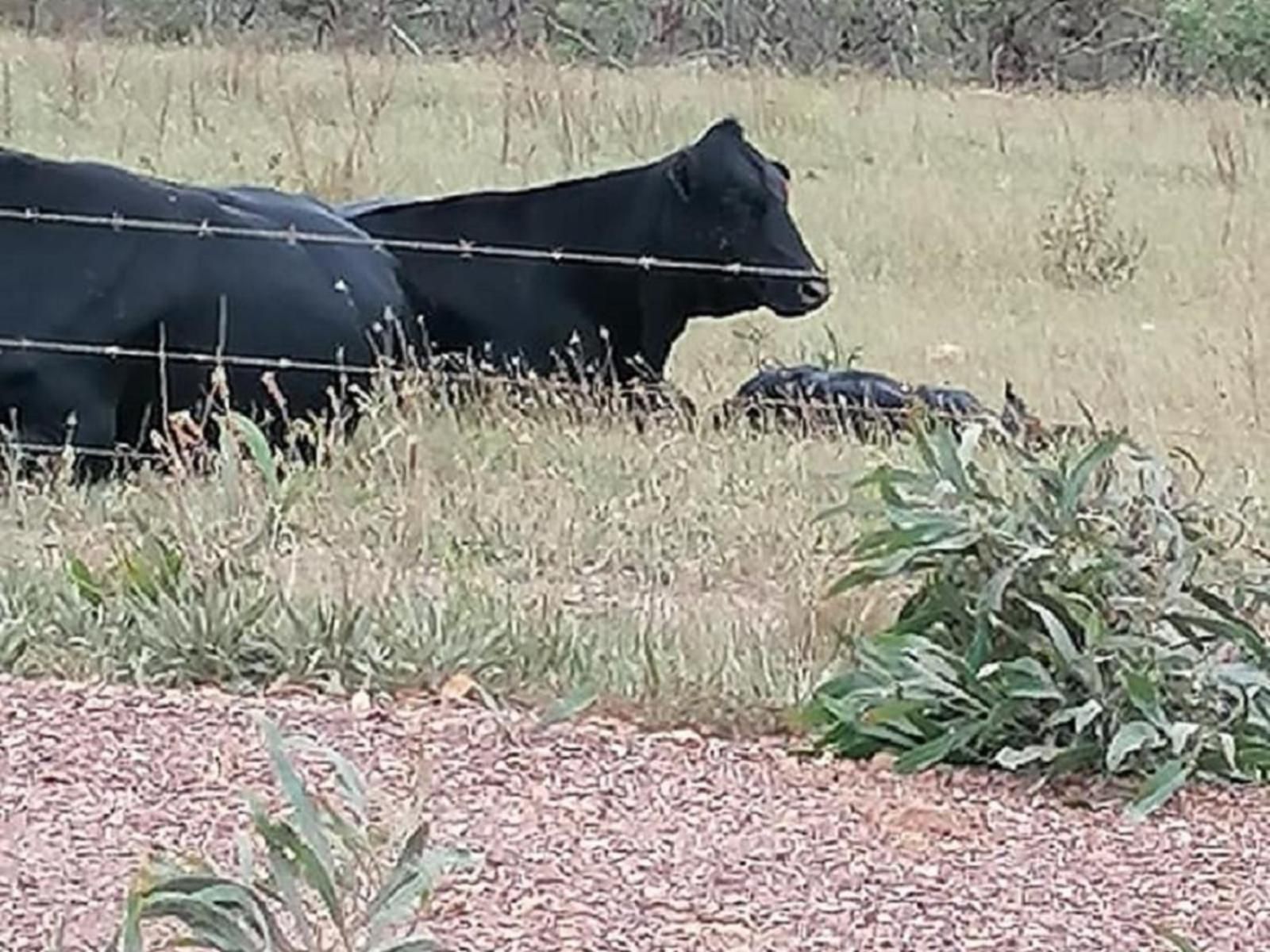 Aloe House Guest Lodge Hermanus Western Cape South Africa Animal