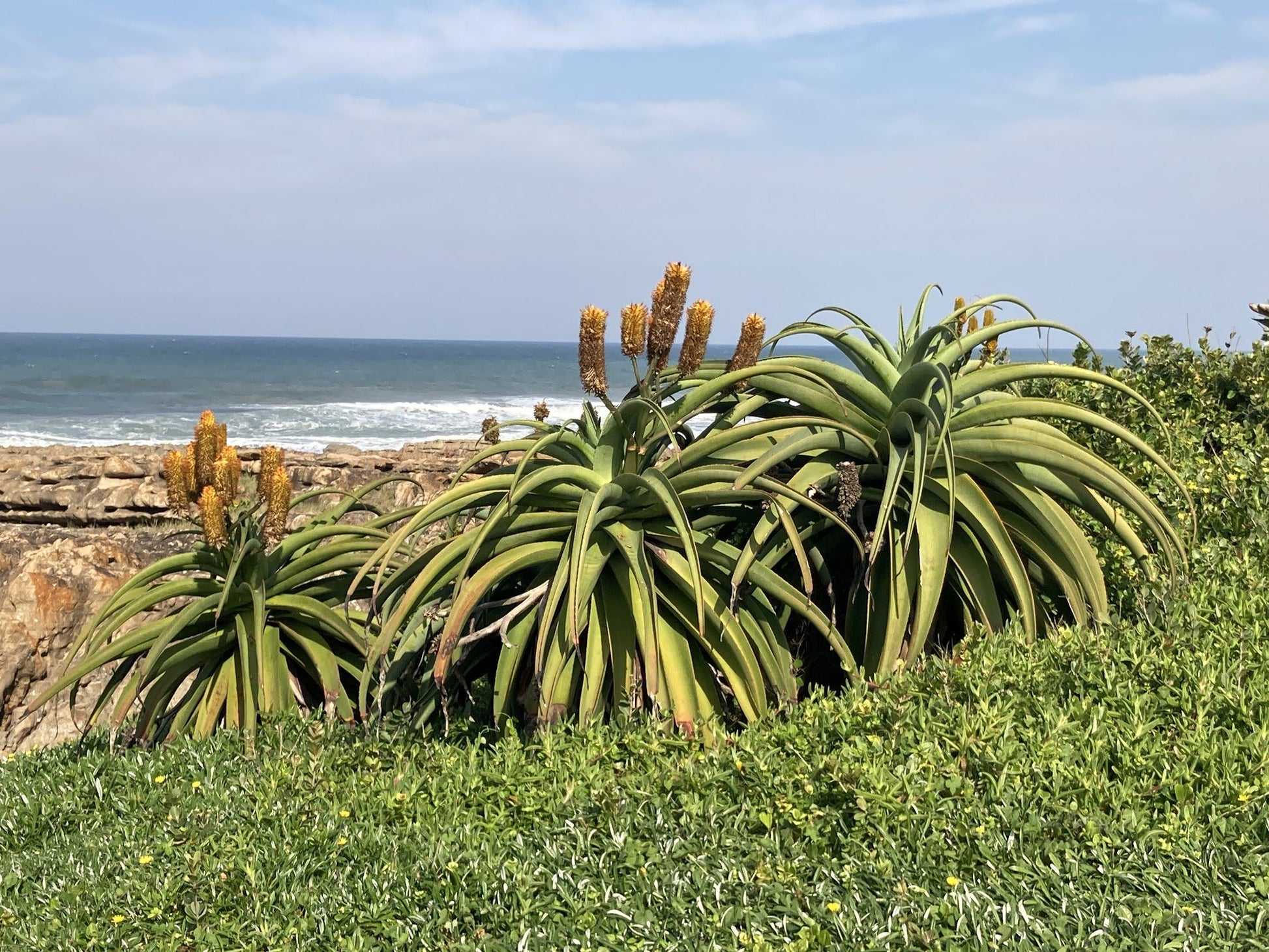 Aloe Inn Guest House Black Rock Port Edward Kwazulu Natal South Africa Complementary Colors, Beach, Nature, Sand, Palm Tree, Plant, Wood