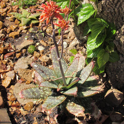 Aloes Self Catering Vredefort Free State South Africa Plant, Nature