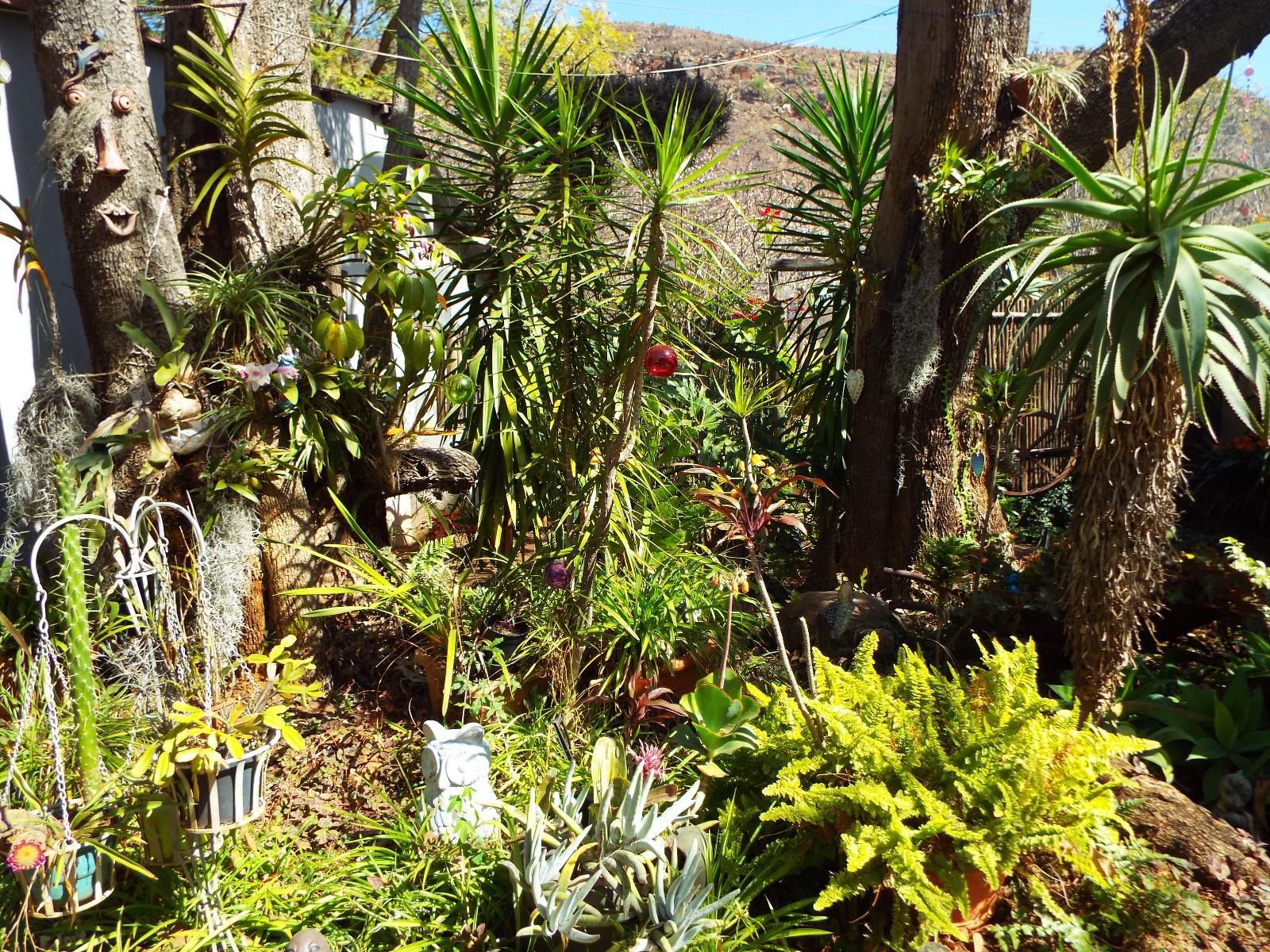 Aloes Country Inn Waterval Boven Mpumalanga South Africa Palm Tree, Plant, Nature, Wood, Garden