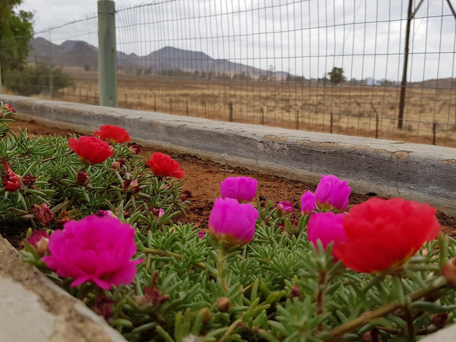 Aloes Guest House 62 On Meintjies Middelburg Eastern Cape Eastern Cape South Africa Cactus, Plant, Nature, Field, Agriculture