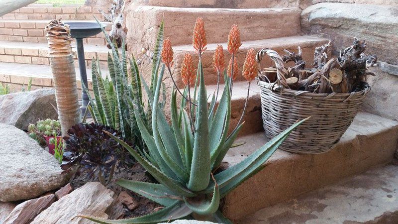 Aloe View Guest House Keimoes Northern Cape South Africa Cactus, Plant, Nature