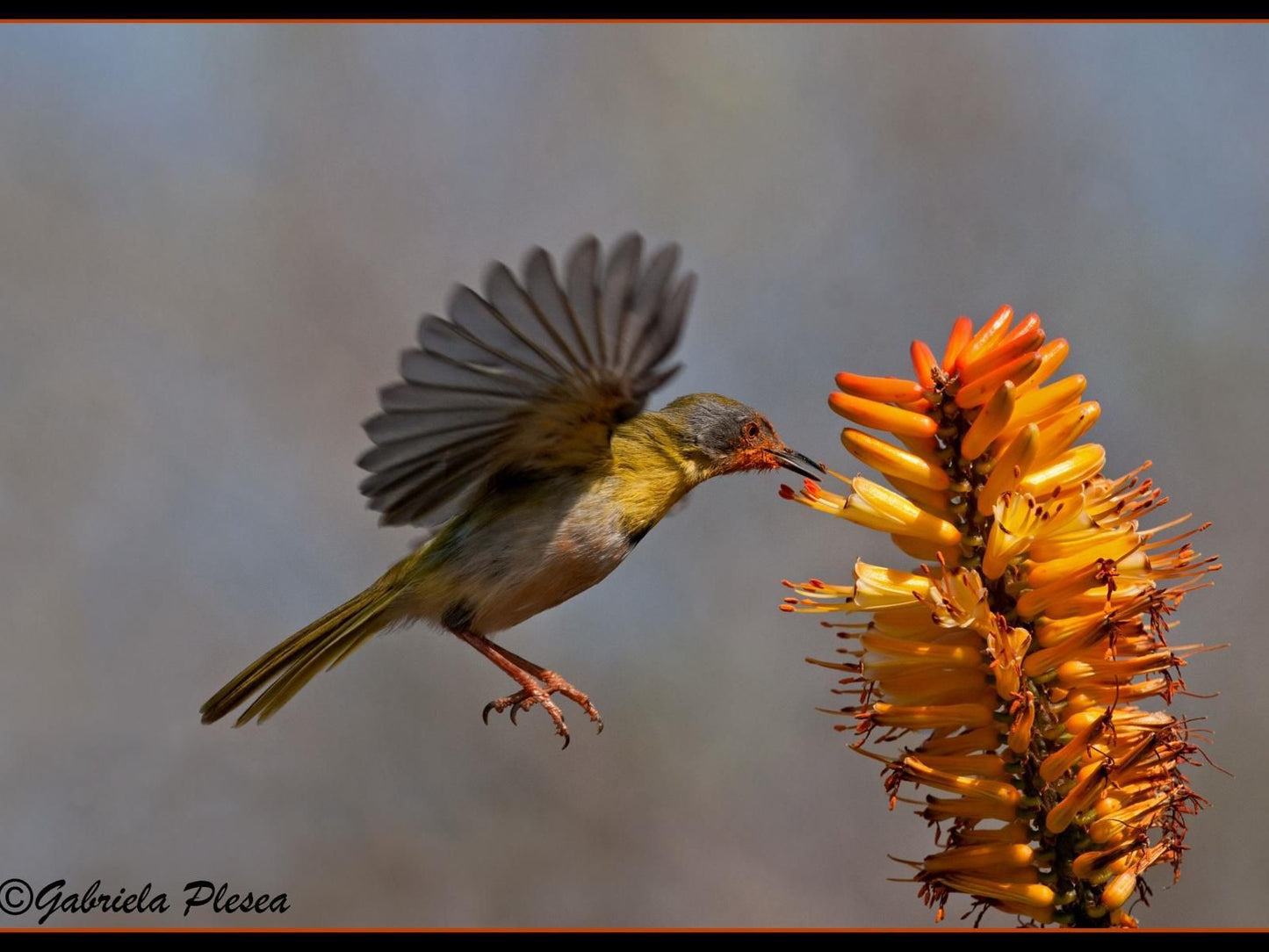 Aloe View Rock Lodge Hluhluwe Kwazulu Natal South Africa Bird, Animal