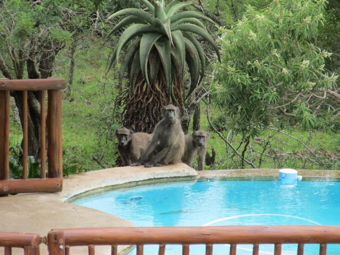 Aloe View Rock Lodge Hluhluwe Kwazulu Natal South Africa Primate, Mammal, Animal, Swimming Pool