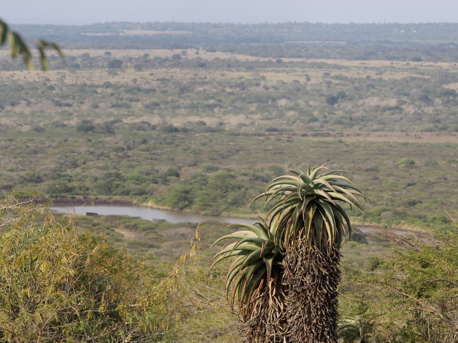 Aloe View Rock Lodge Hluhluwe Kwazulu Natal South Africa Nature