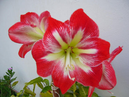 Aloha Bed And Breakfast Self Catering Baysville East London Eastern Cape South Africa Flower, Plant, Nature, Lily