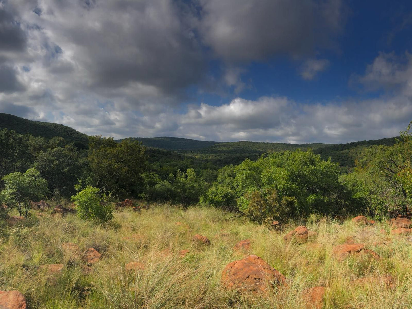 Alpetra Nature Reserve Welgevonden Game Reserve Limpopo Province South Africa Tree, Plant, Nature, Wood