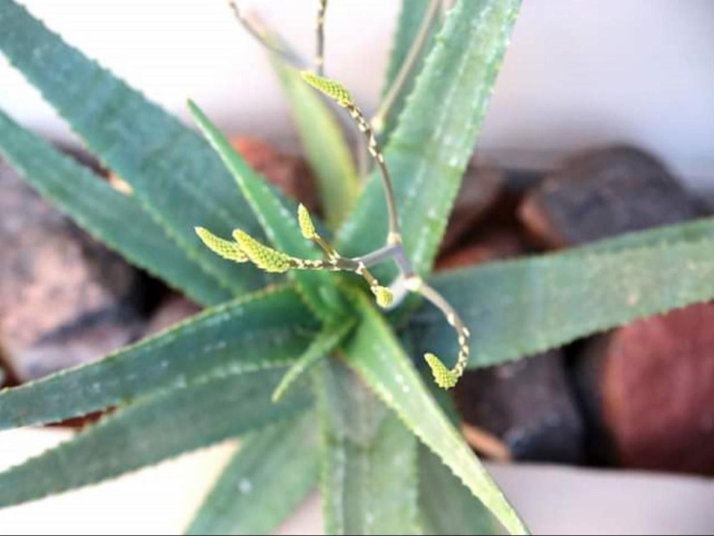 Alucarni Guest House Blydeville Upington Northern Cape South Africa Complementary Colors, Plant, Nature