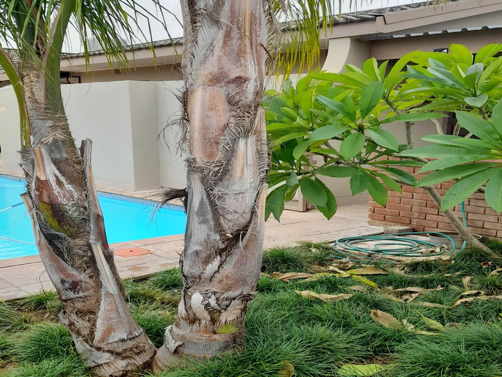 Alucarni Guest House Blydeville Upington Northern Cape South Africa Palm Tree, Plant, Nature, Wood, Reptile, Animal