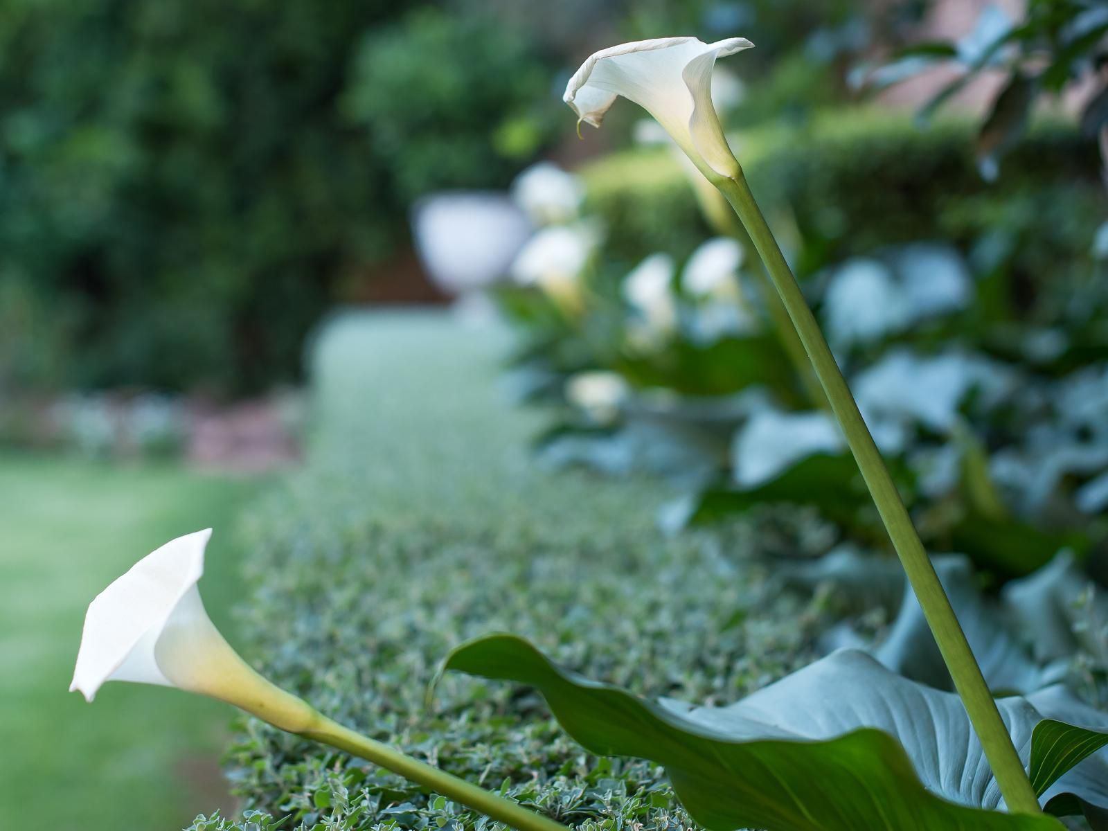 Alveston Manor Guest House Middelburg Mpumalanga Mpumalanga South Africa Flower, Plant, Nature