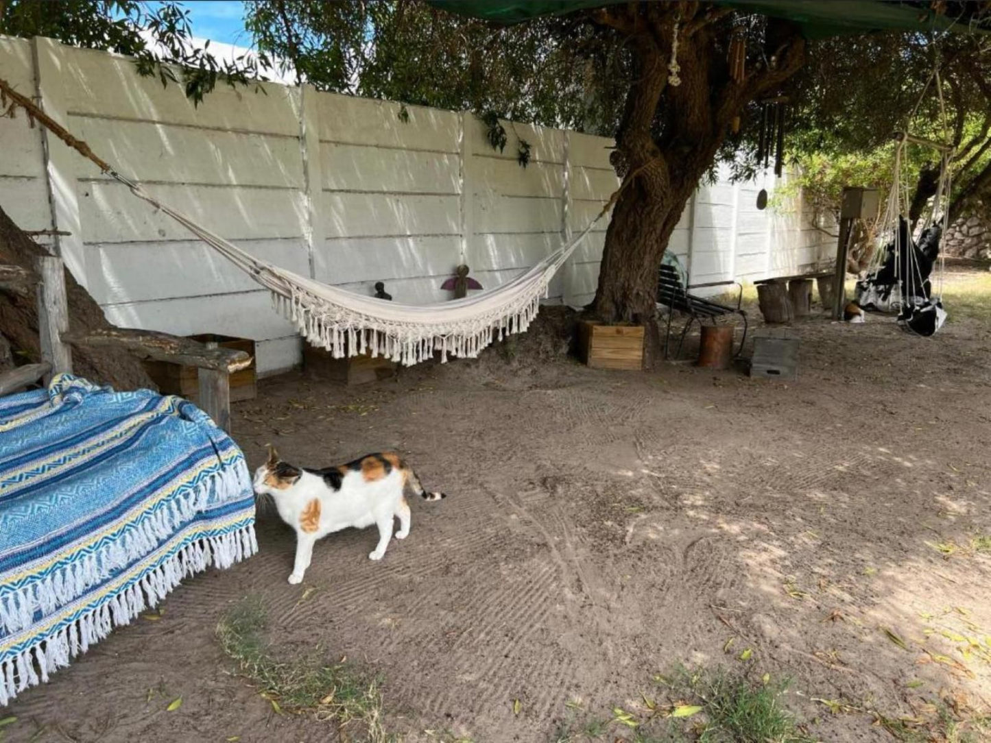 Always Summer Guesthouse, Chicken, Bird, Animal, Agriculture, Farm Animal, Cat, Mammal, Pet, Dog