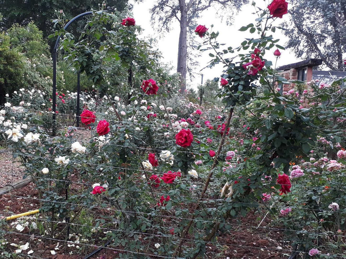 Ama Casa Cottages, Plant, Nature, Rose, Flower, Garden