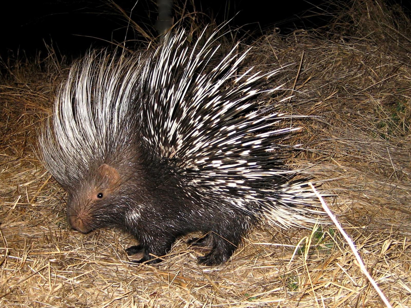 Ama Amanzi Bush Lodge Vaalwater Limpopo Province South Africa Hedgehog, Mammal, Animal