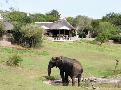 Amakhala The Safari Lodge Amakhala Game Reserve Eastern Cape South Africa Elephant, Mammal, Animal, Herbivore