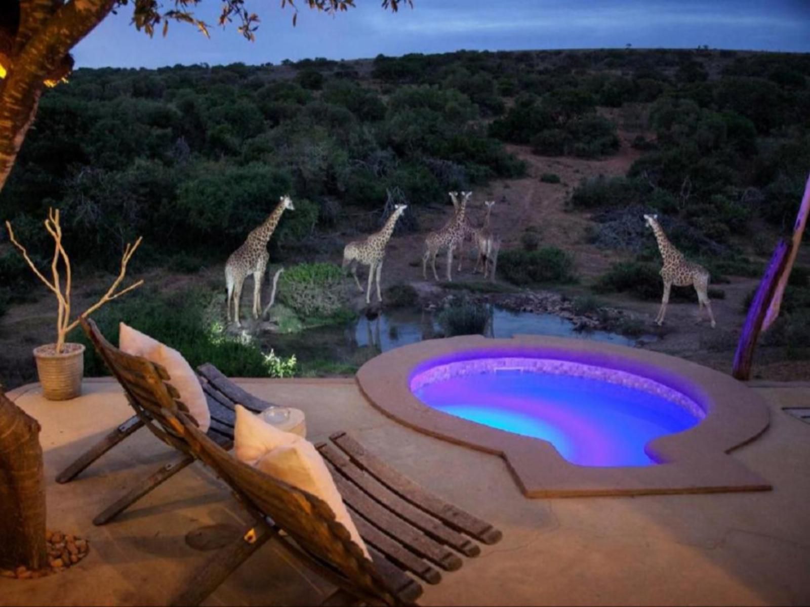 Amakhala The Safari Lodge Amakhala Game Reserve Eastern Cape South Africa Swimming Pool