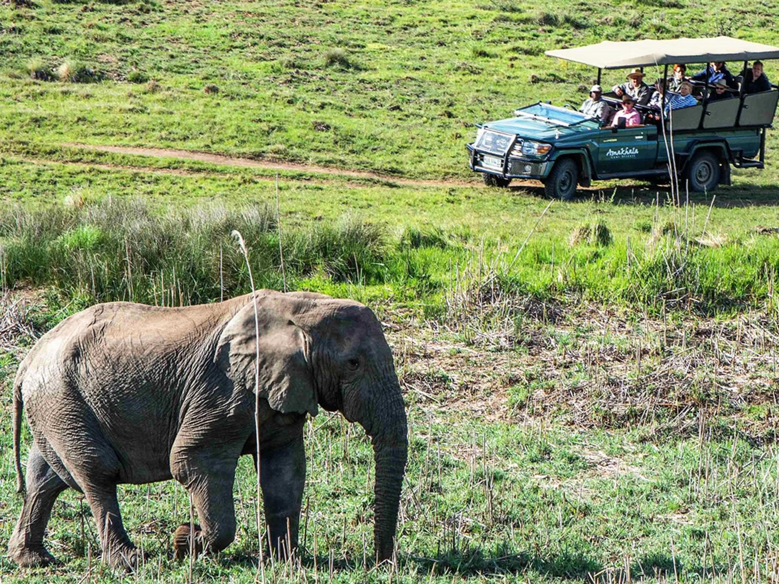 Amakhala The Safari Lodge Amakhala Game Reserve Eastern Cape South Africa Elephant, Mammal, Animal, Herbivore