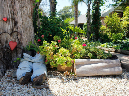 Amani Guest Lodge Walmer Port Elizabeth Eastern Cape South Africa Plant, Nature, Garden