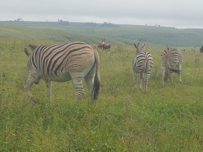 Amanzi Country Manor Nottingham Road Kwazulu Natal South Africa Zebra, Mammal, Animal, Herbivore