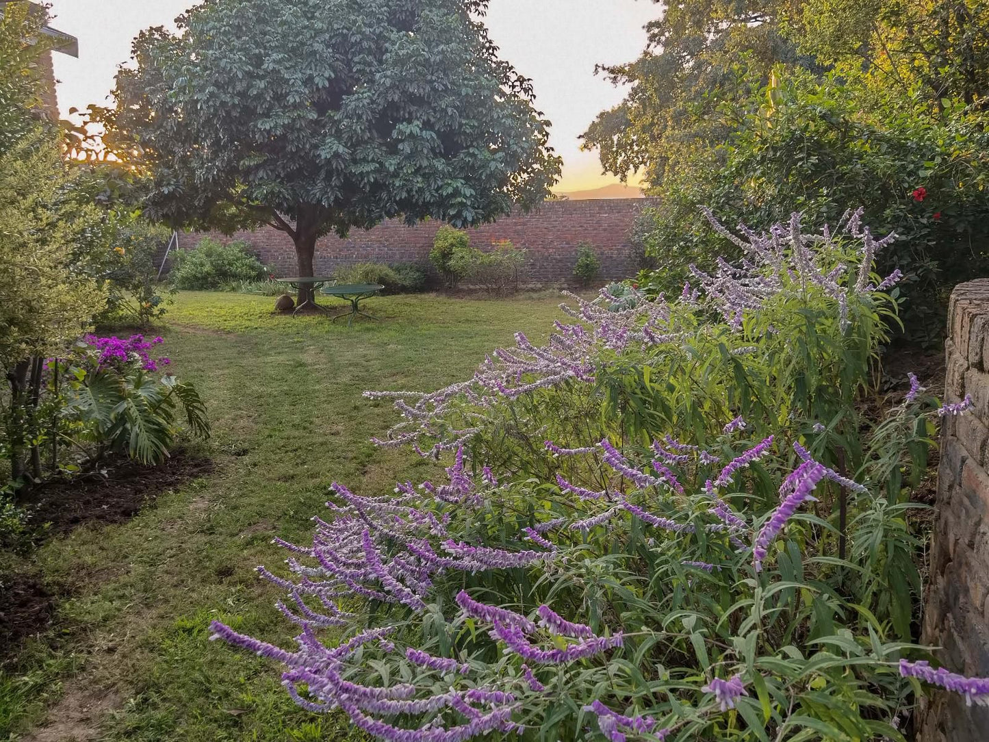 Amatola Mountain View Guest House King Williams Town Eastern Cape South Africa Lavender, Nature, Plant, Tree, Wood, Garden